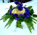 anemoner