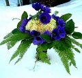 anemoner