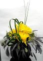 crysantemum