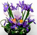 iris